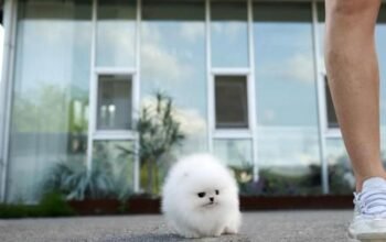 White small size Pomeranian puppy