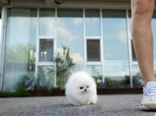 White small size Pomeranian puppy