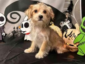 CLICK HERE FOR BUY Morkie 100%OFF ONLY $300 https: