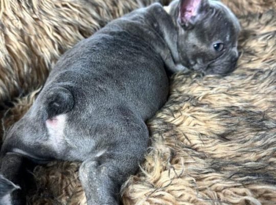 Christmas French Bulldog puppies Available Now