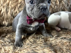 Christmas French Bulldog puppies Available Now