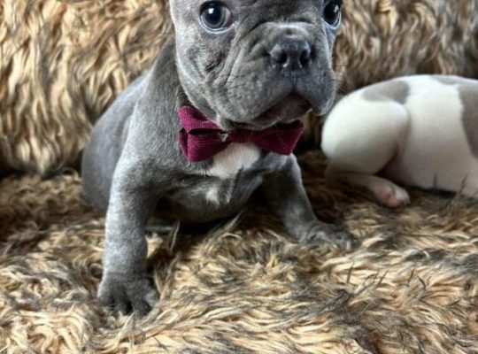 Christmas French Bulldog puppies Available Now