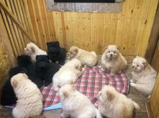 Chow chow puppies available