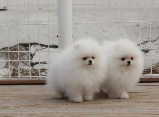 Pomeranian#dogs for adoption