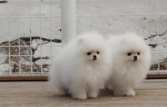 Pomeranian#dogs for adoption