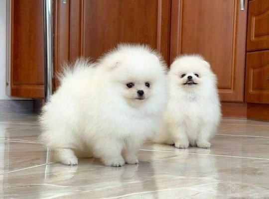 Cute-Toy Pomeranian puppies for your home