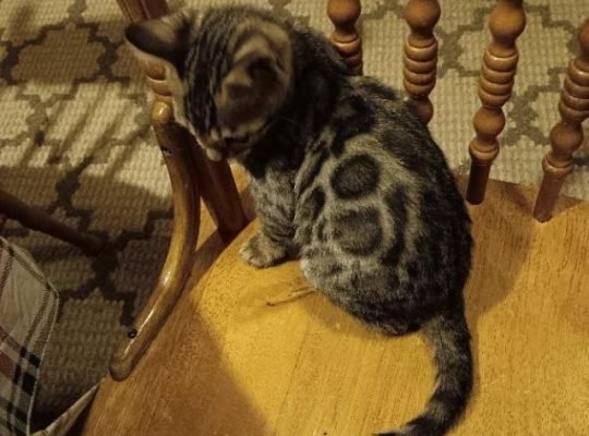 Bengal kittens