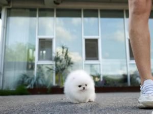 White small size Pomeranian puppy