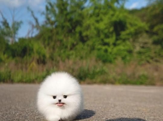 White small size Pomeranian puppy